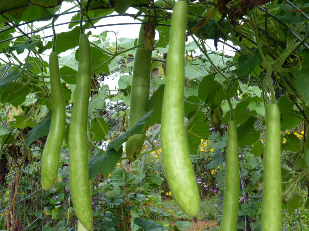 Cucuzzi (Zuchetta, Guinea Bean) Gourd