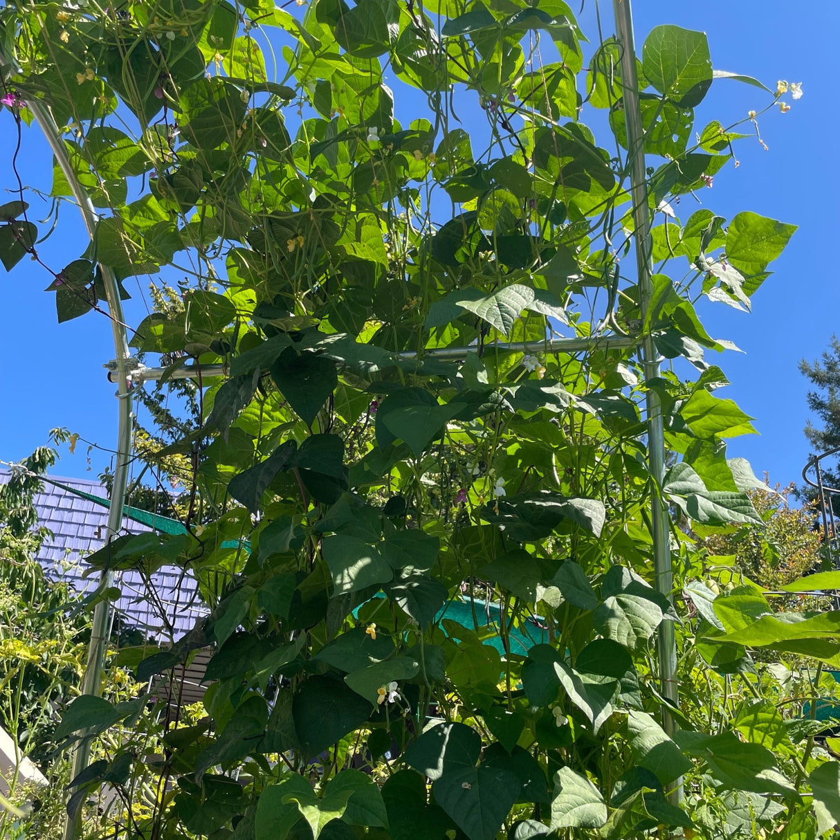 DIY Garden Arch