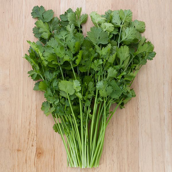 Santo Cilantro