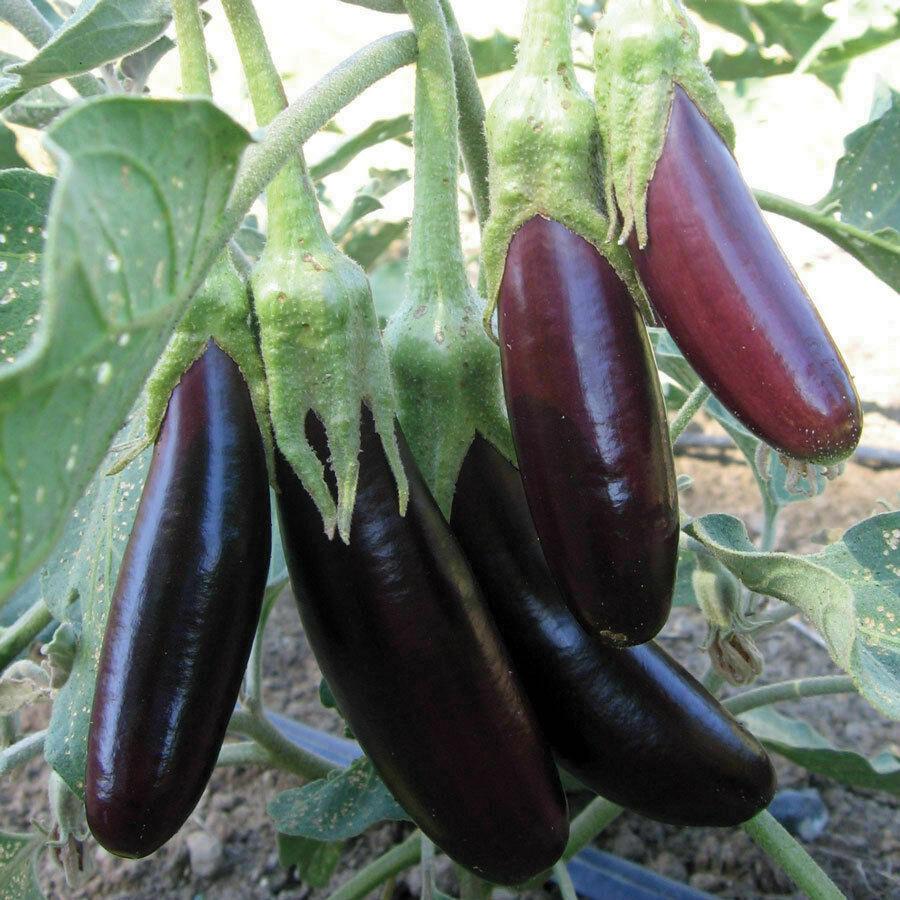 Little Fingers Eggplant