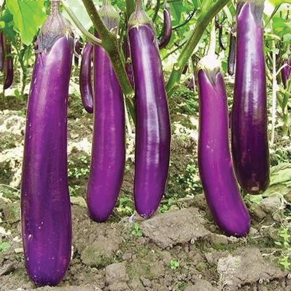 Long Purple Eggplant