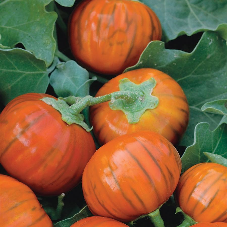 Turkish Orange Eggplant