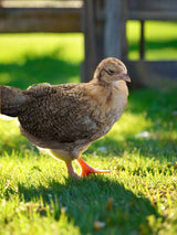 Easter Egger Chicks – Buy 10 + 5 Bonus Free (15 All-Female, Shipping Included)
