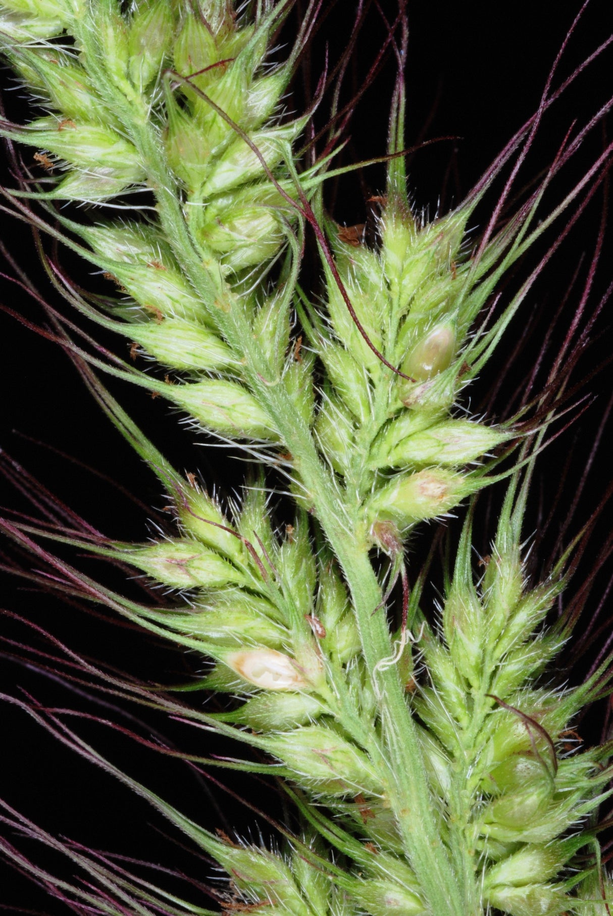 100 WALTER'S BARNYARD GRASS Wetland Ornamental Echinochloa Walteri Seeds