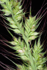 100 WALTER'S BARNYARD GRASS Wetland Ornamental Echinochloa Walteri Seeds
