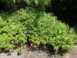 100 MINT BUSH White Elsholtzia Stauntonii Alba Chinese Mint Fragrant Shrub Seeds