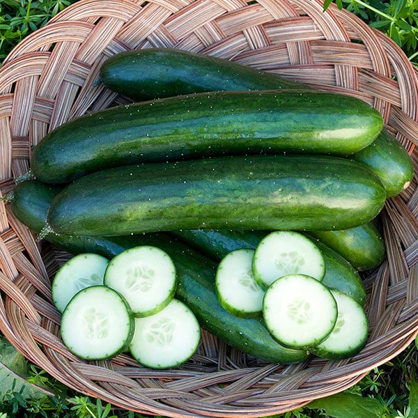 Green Finger Cucumber