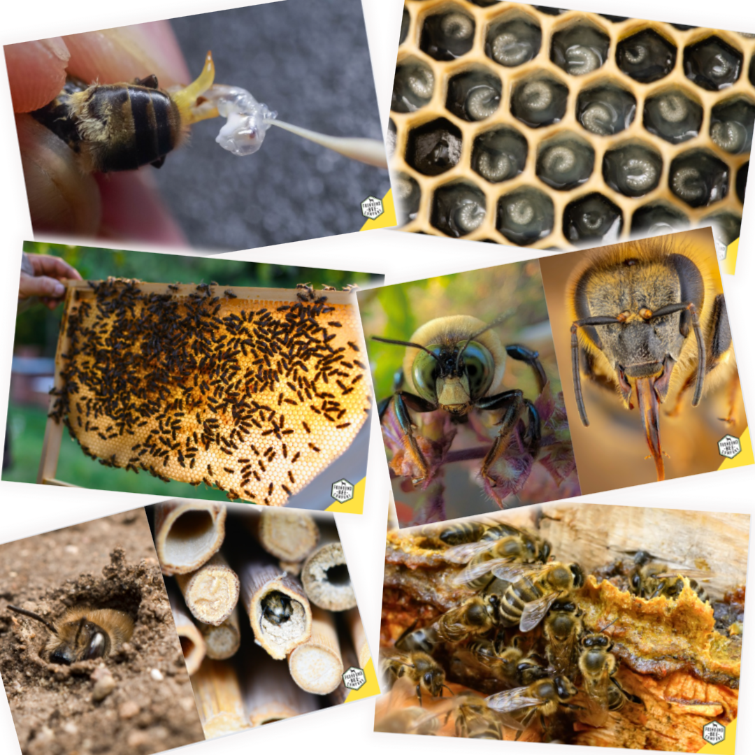 Educational Beekeeping Cards
