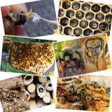 Educational Beekeeping Cards