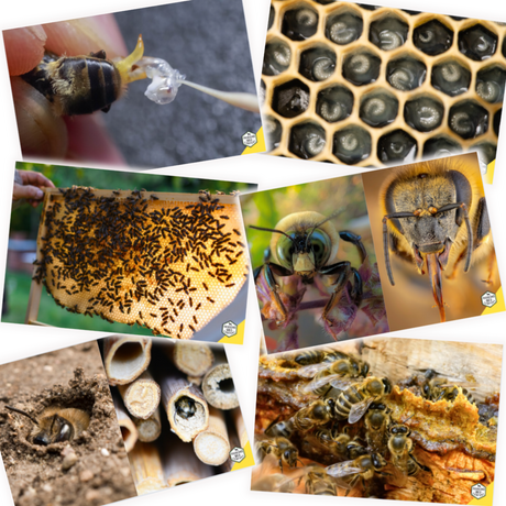 Educational Beekeeping Cards