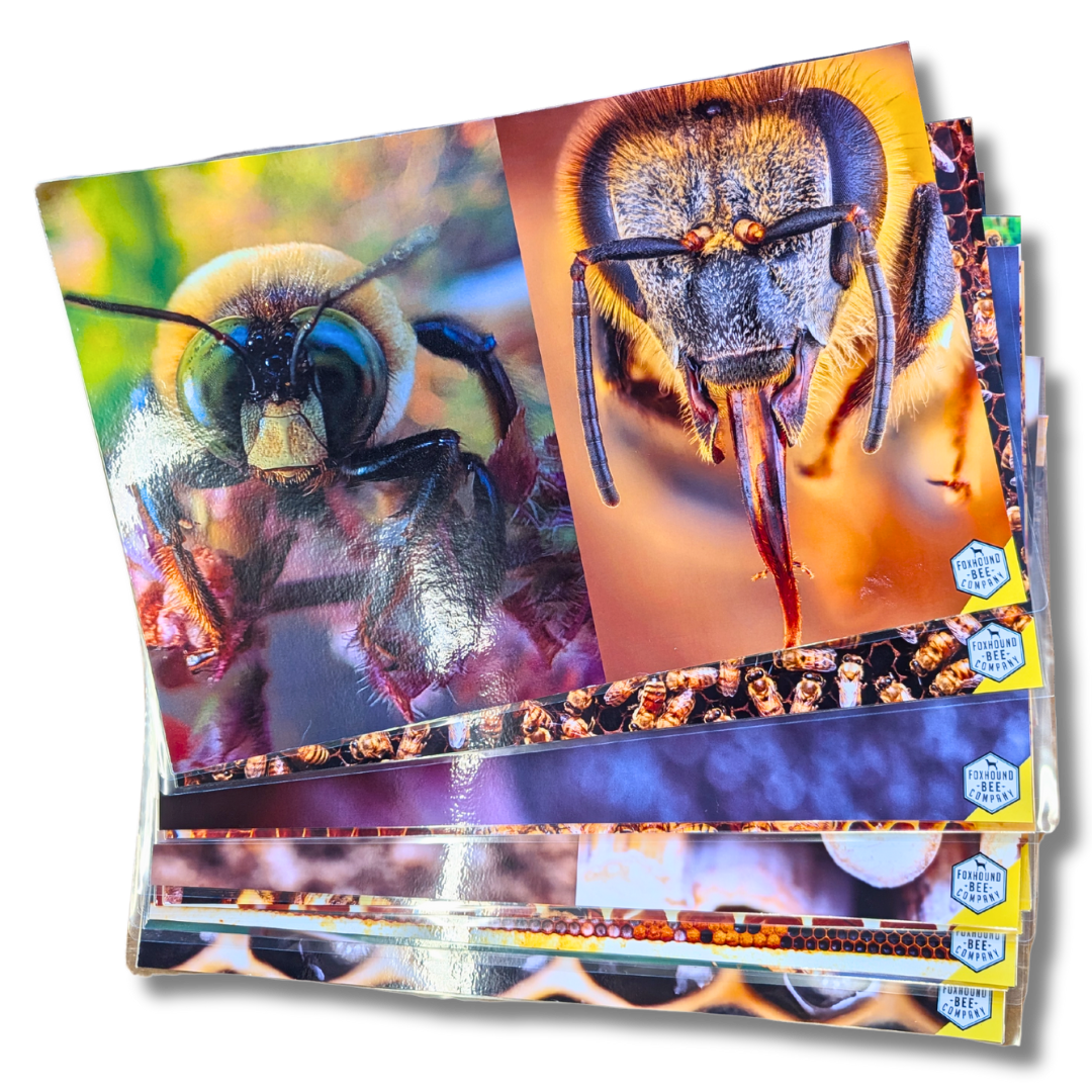 Educational Beekeeping Cards