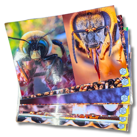 Educational Beekeeping Cards