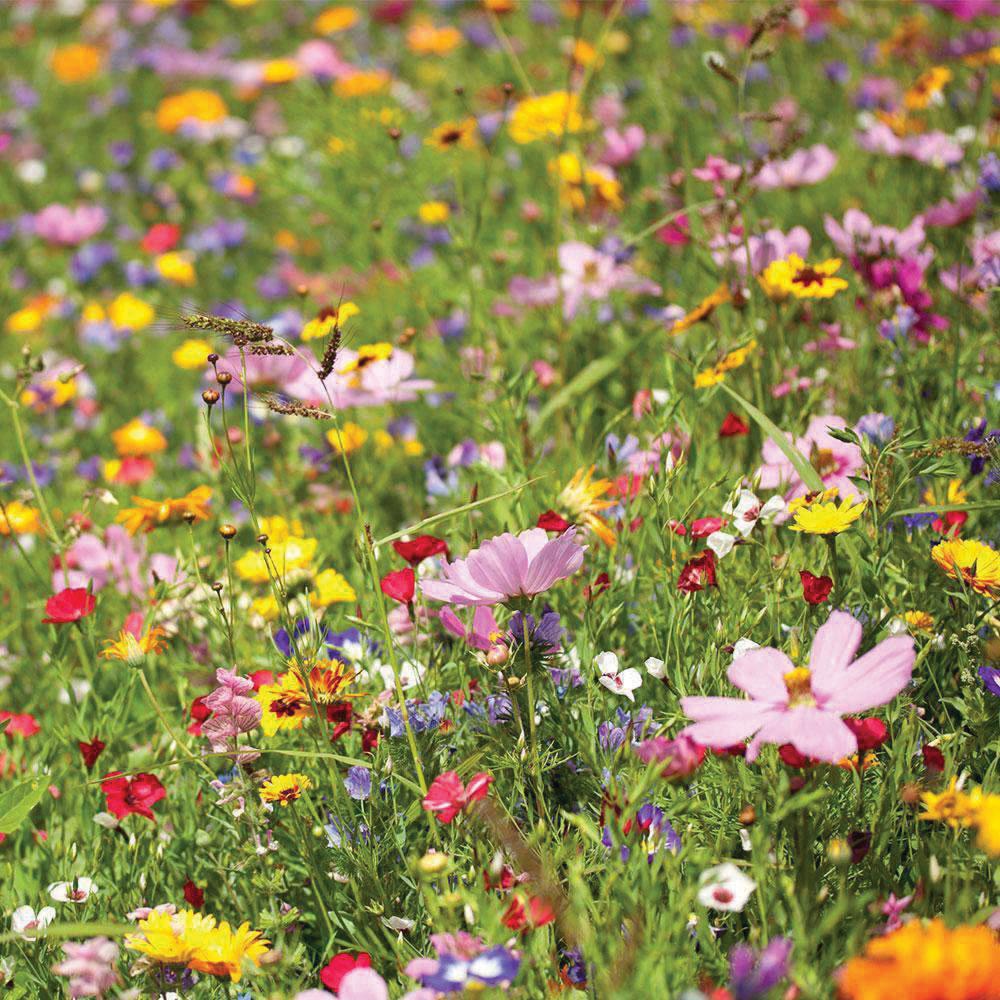 Upland Wildflower Mix