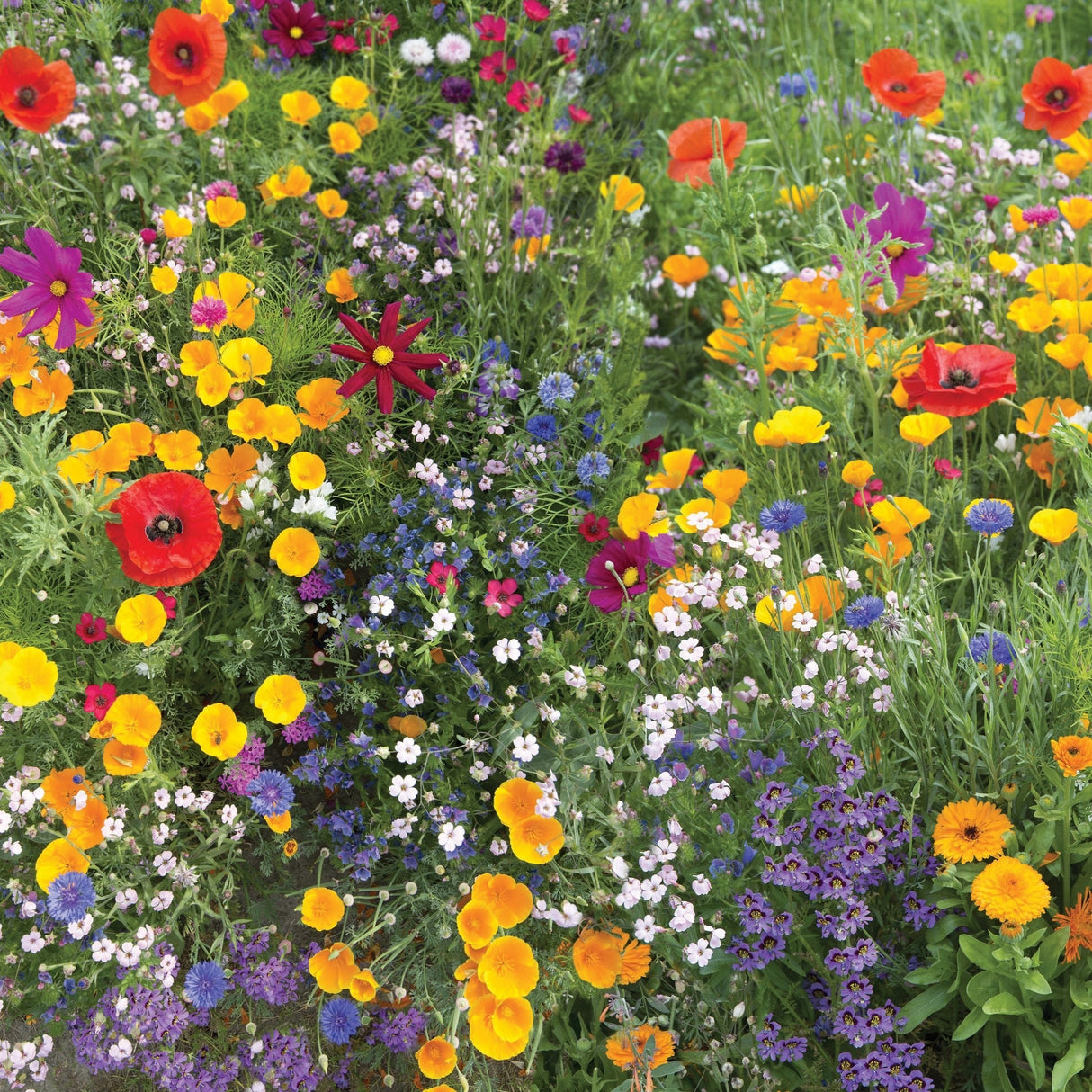 Meadow Wildflower Mix