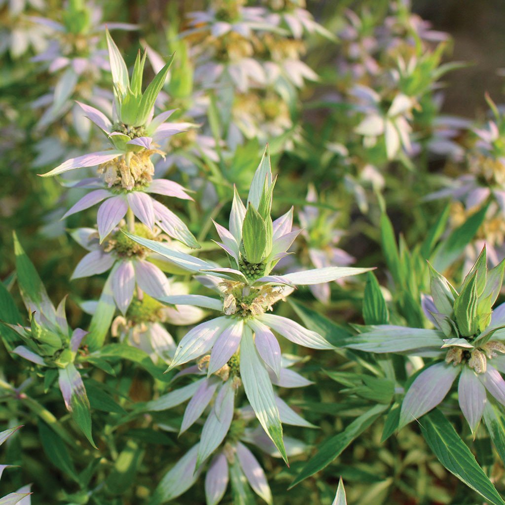 Spotted Wild Bergamot "Bee Balm"