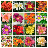 10 MIXED COLORS DAYLILY Hemerocallis Day Lily Fine Mix Red Purple Flower Seeds