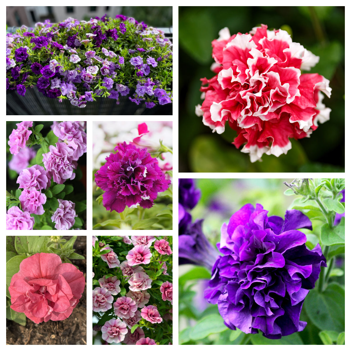 petunia mix flower seeds 20 DOUBLE MIX PETUNIA Floribunda Red Pink Purple Flower Seeds