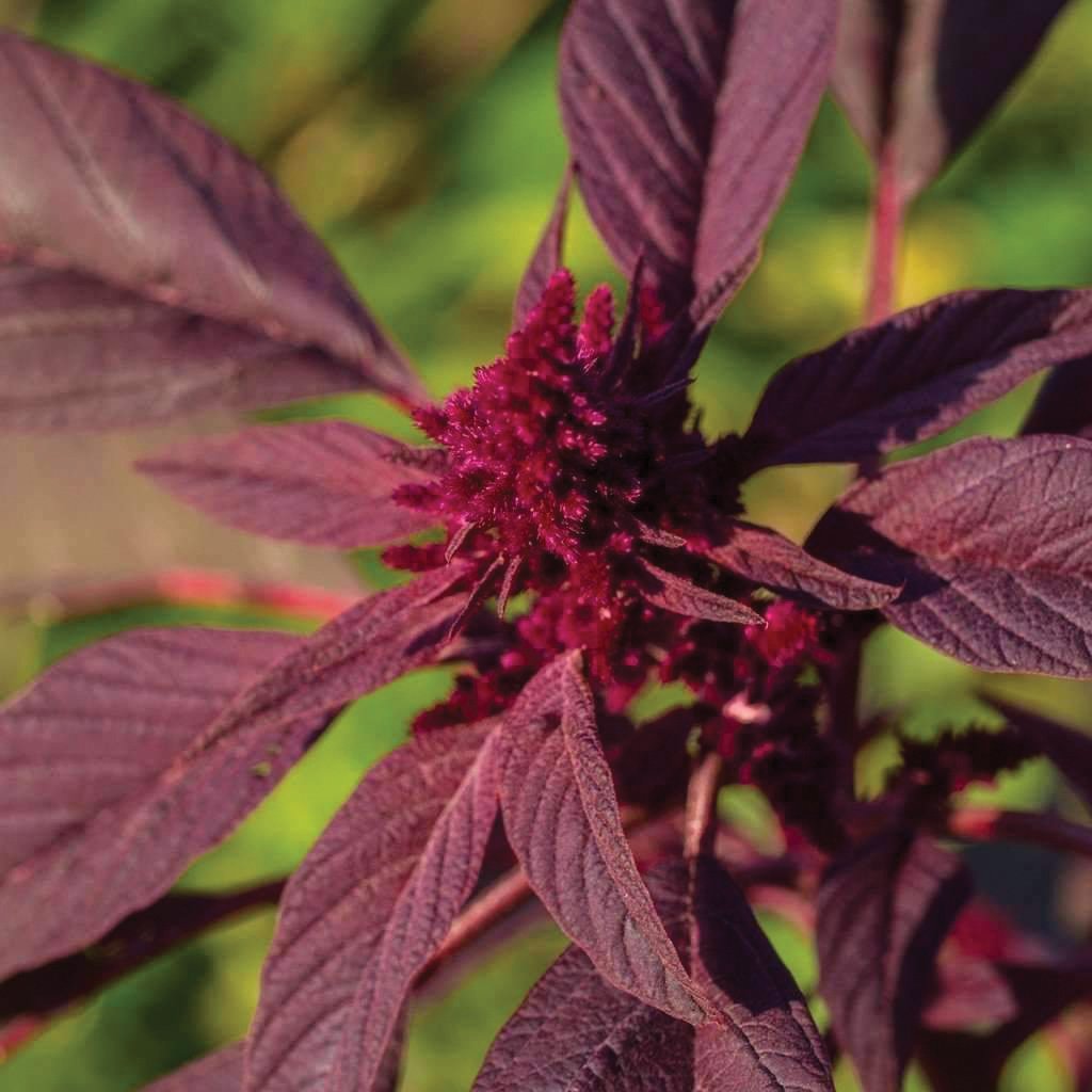 Red Garnett Amaranth