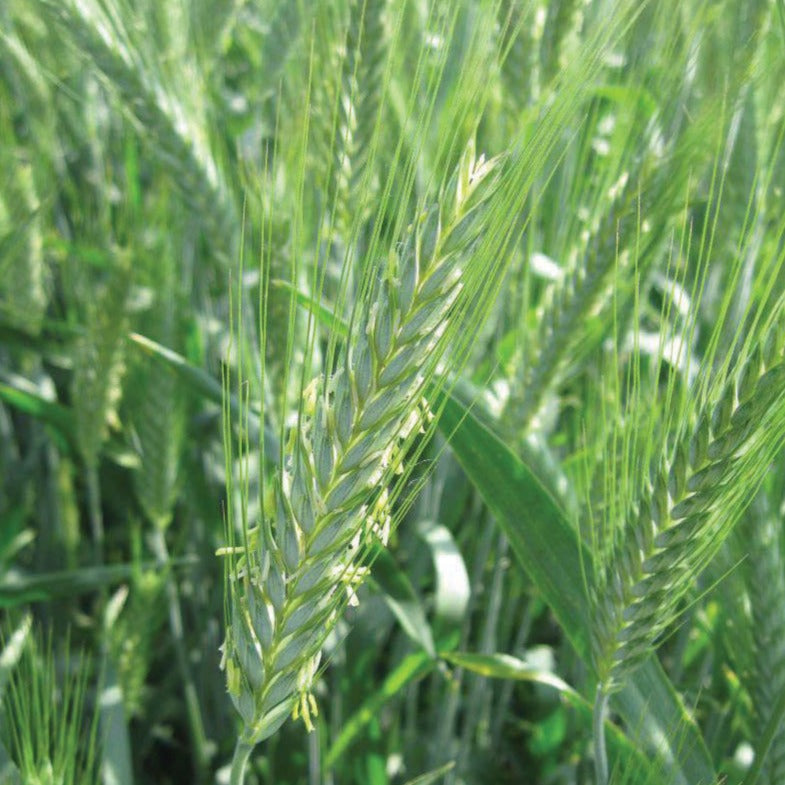 Triticale