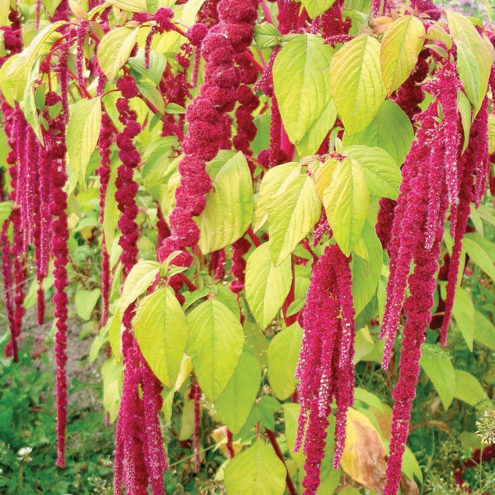 Love Lies Bleeding Amaranth