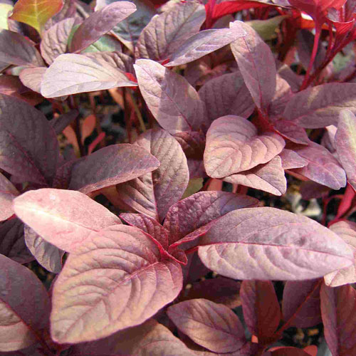 Red Leaf Amaranth