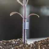 Grafting Clips with Channel