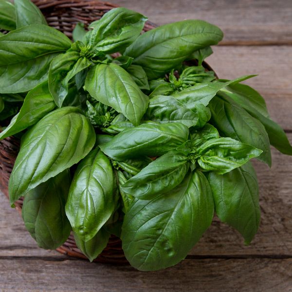 Gustoso Basil