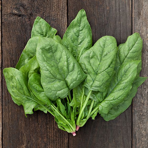 Giant Winter Spinach