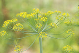 Bouquet Dill