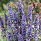 Hyssop Anise