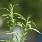 Russian Tarragon