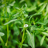 Summer Savory