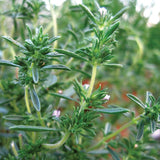 Summer Savory