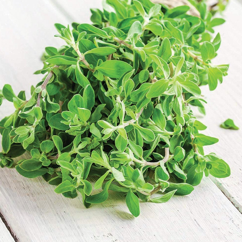 Sweet Marjoram