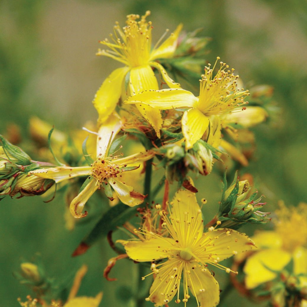 St. John's Wort