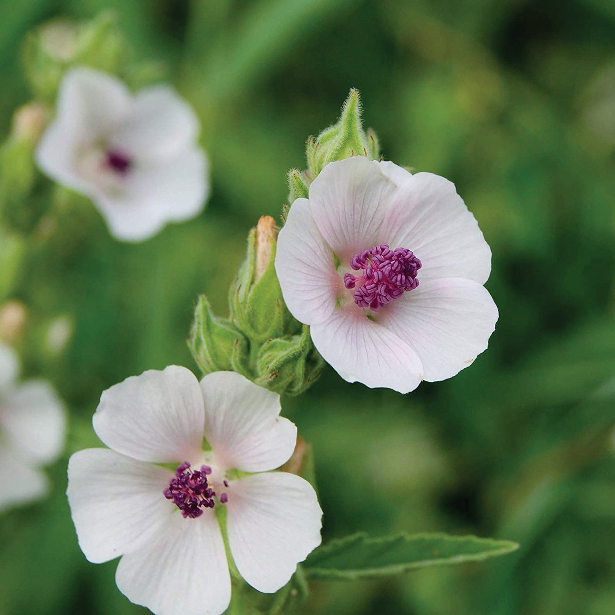 Marshmallow Plant