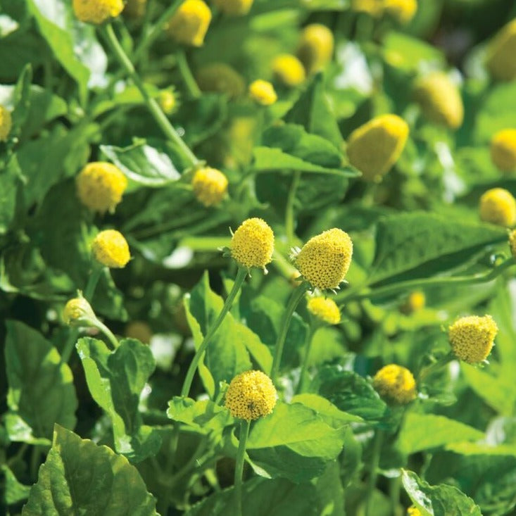 Toothache Plant Spilanthes