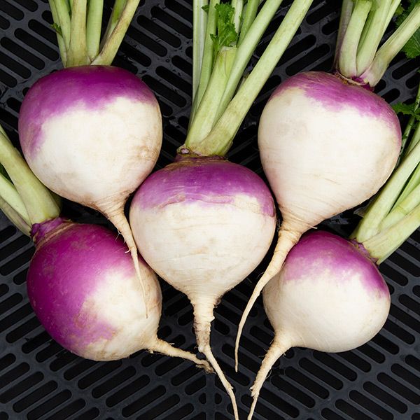 Purple Top White Turnip