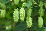 25 COMMON HOPS European Humulus Lupulus Vine Seeds Beer Making Ingredient Seeds