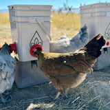 Easy Chicken Feeder and Automatic Chicken Waterer Kits – Chicken Chores Just Got 20X Easier