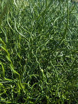 10 CORKSCREW RUSH Spiral Grass Juncus Effusus Spiralis Wetland Pond Seeds