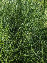 10 CORKSCREW RUSH Spiral Grass Juncus Effusus Spiralis Wetland Pond Seeds
