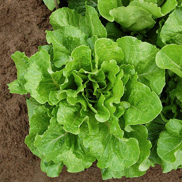 Jericho Lettuce