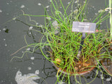 10 CORKSCREW RUSH Spiral Grass Juncus Effusus Spiralis Wetland Pond Seeds