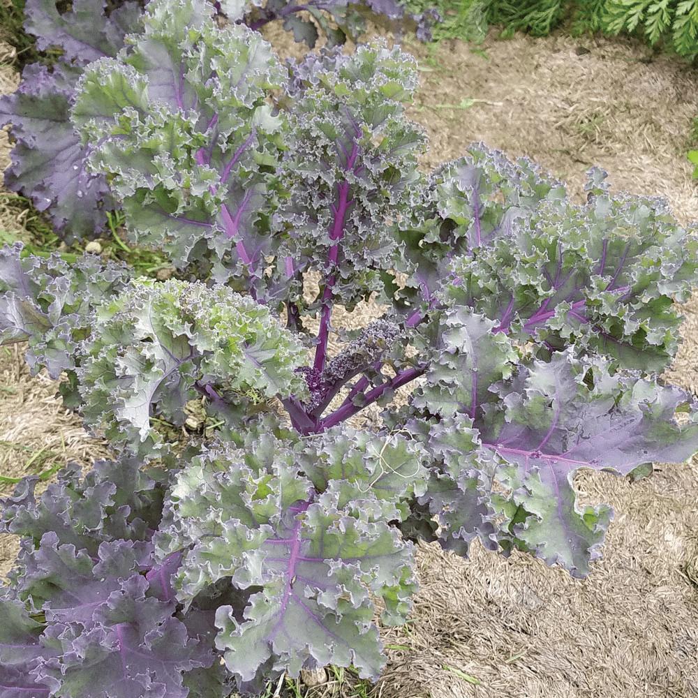 Red Russian Kale