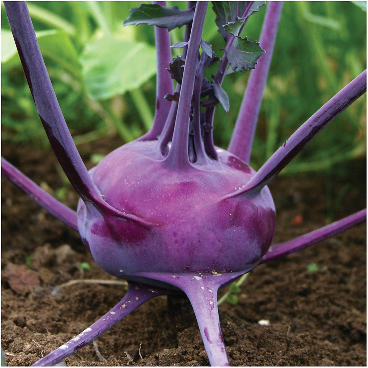 Purple Vienna Kohlrabi