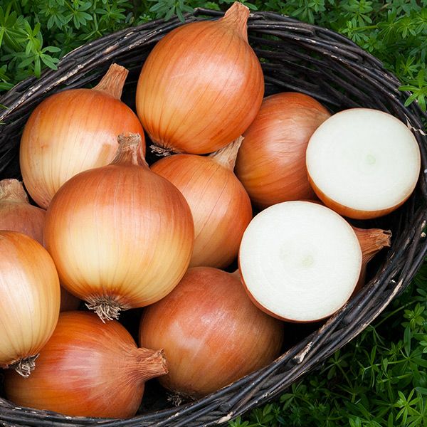 Cortland F1 Onion