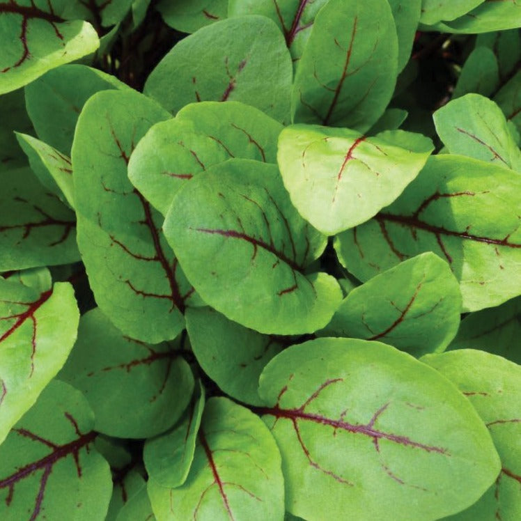 Red Veined Sorrel