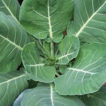 Vates Collards