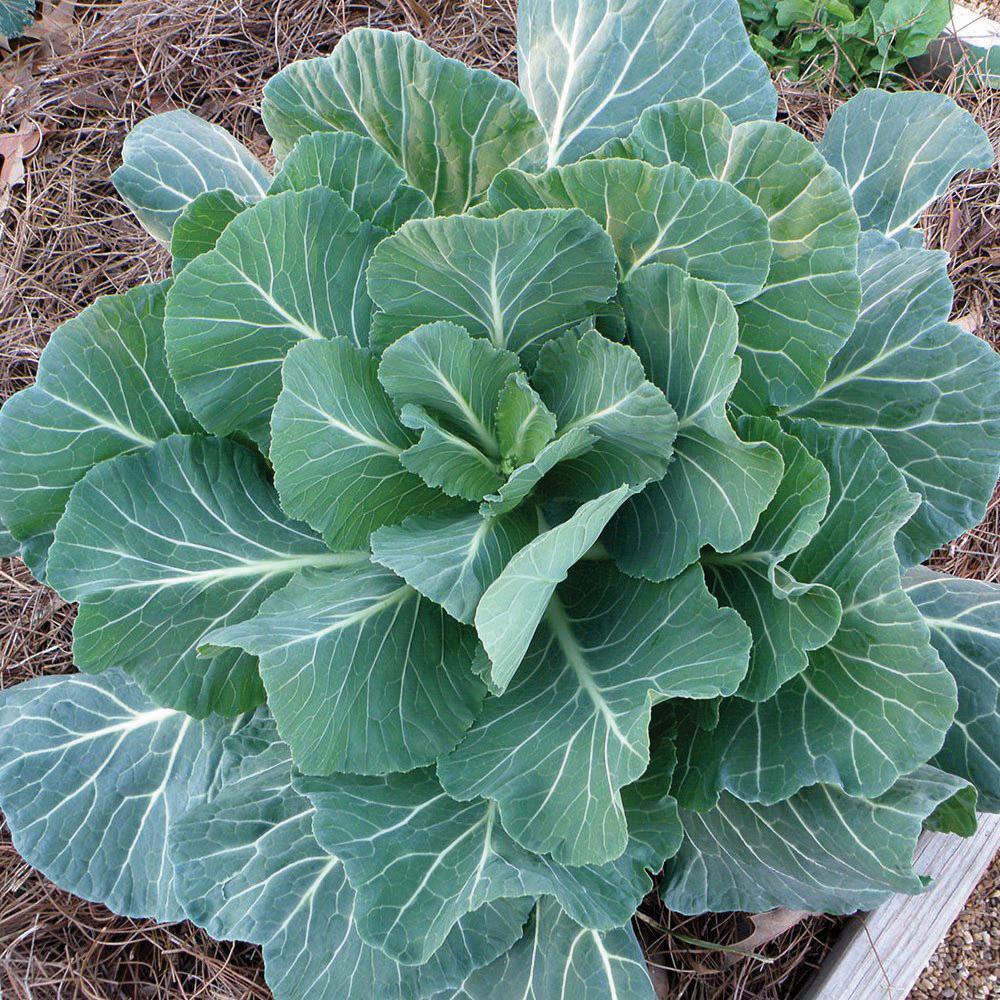Georgia Southern Collards